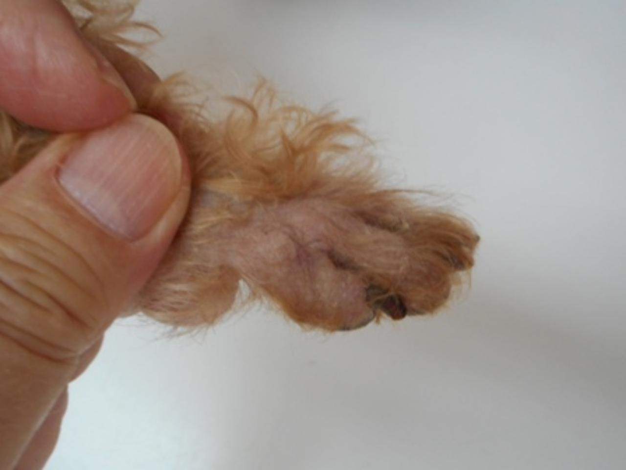 犬の皮膚病 (手足の皮膚病）治療開始