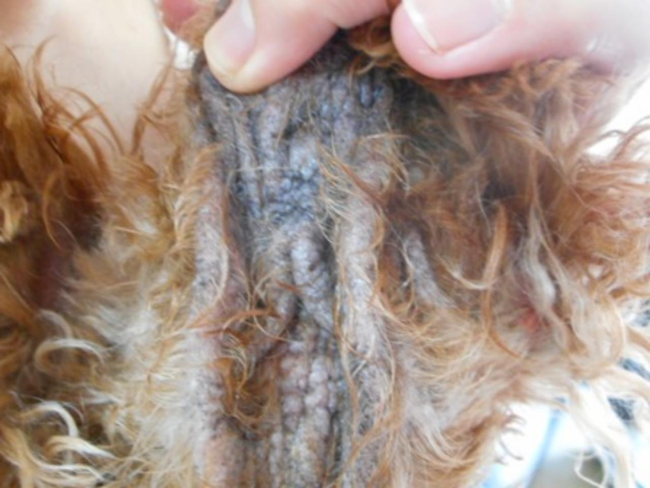 犬の皮膚病（下顎から首の慢性皮膚病）