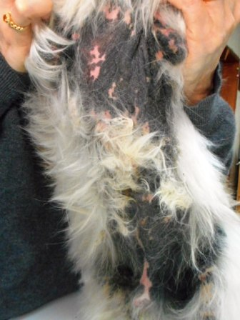 犬の皮膚病　長く苦しんできたアレルギー性皮膚炎です。