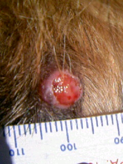 犬のガン　尾の付け根に出来たガン…治療経過　15歳
