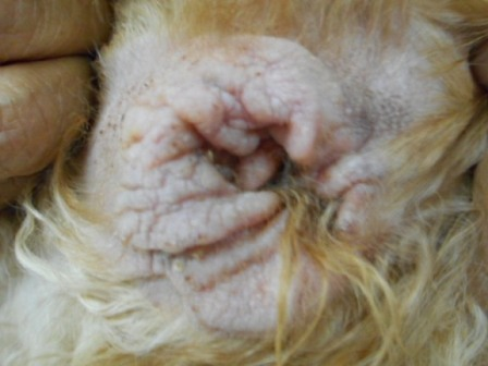 犬の慢性疾患　何年も患っている慢性の外耳炎