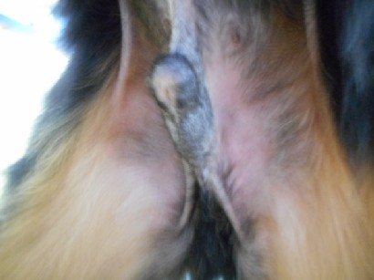 犬の皮膚病　初診から四ヶ月後までの経過