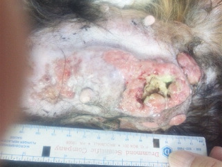 犬のガン（乳腺ガン）　NNちゃん、１週間経過