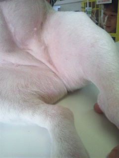 犬の皮膚病　フレンチ、Iちゃんの約２ヶ月後