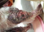 犬の皮膚病　後肢の慢性皮膚病。10歳　福岡県
