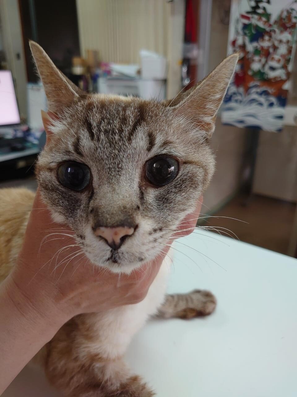 猫のガン。　パールちゃん　15歳。　口腔内扁平上皮癌。治療経過５か月目に入った。確実に縮小している！♪