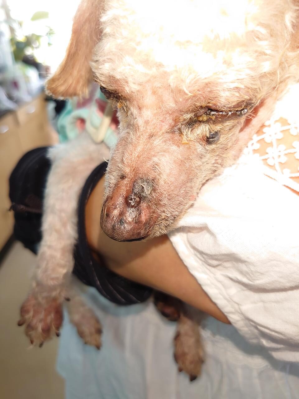 犬のガン　りんちゃん　まもなく18歳。　ガンがとれた♪♪完治。　２か月経過