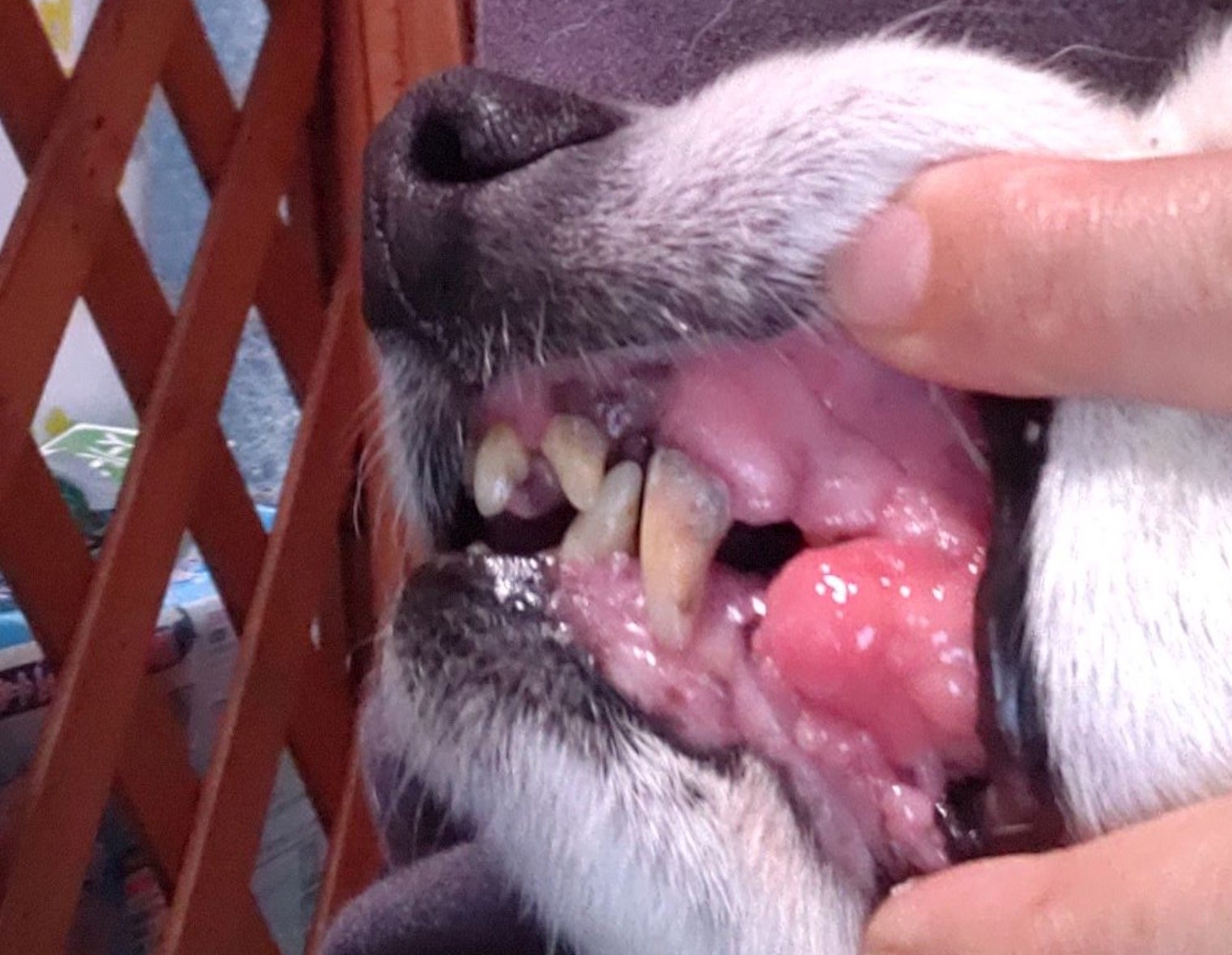 犬のガン　１６歳　歯肉にできた腫瘍。ガンではない。