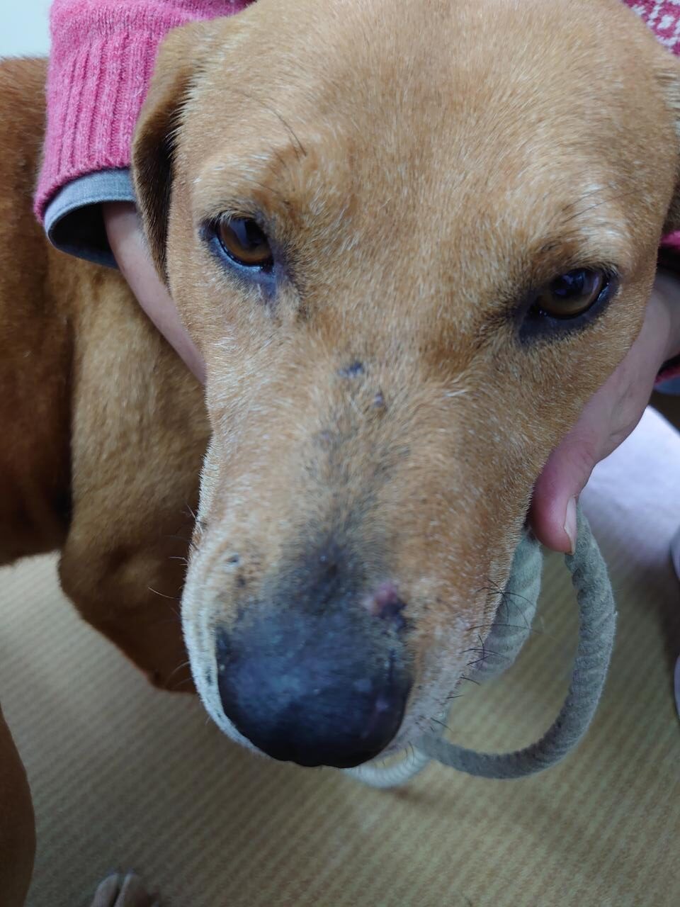 犬の皮膚病　日本犬　あずきちゃん　アレルギー性皮膚炎　　２か月過ぎた　経過報告
