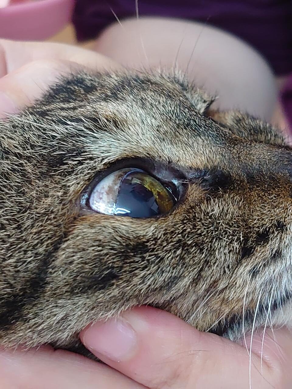 猫のガン　目のガン？　虹彩と強膜の褐色シミ。　メラノーシスか悪性黒色腫（メラノーマ）か？　要観察。すずちゃん　２０歳　❶
