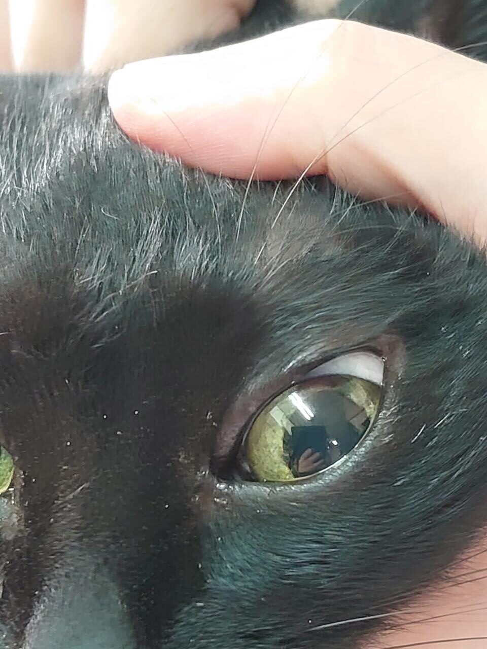 猫のガン　目のガン？　　最近、目にシミがあるのに気が付いたとのこと。虹彩メラノーシスか悪性黒色腫（メラノーマ）か？チビちゃん、１２歳　❶