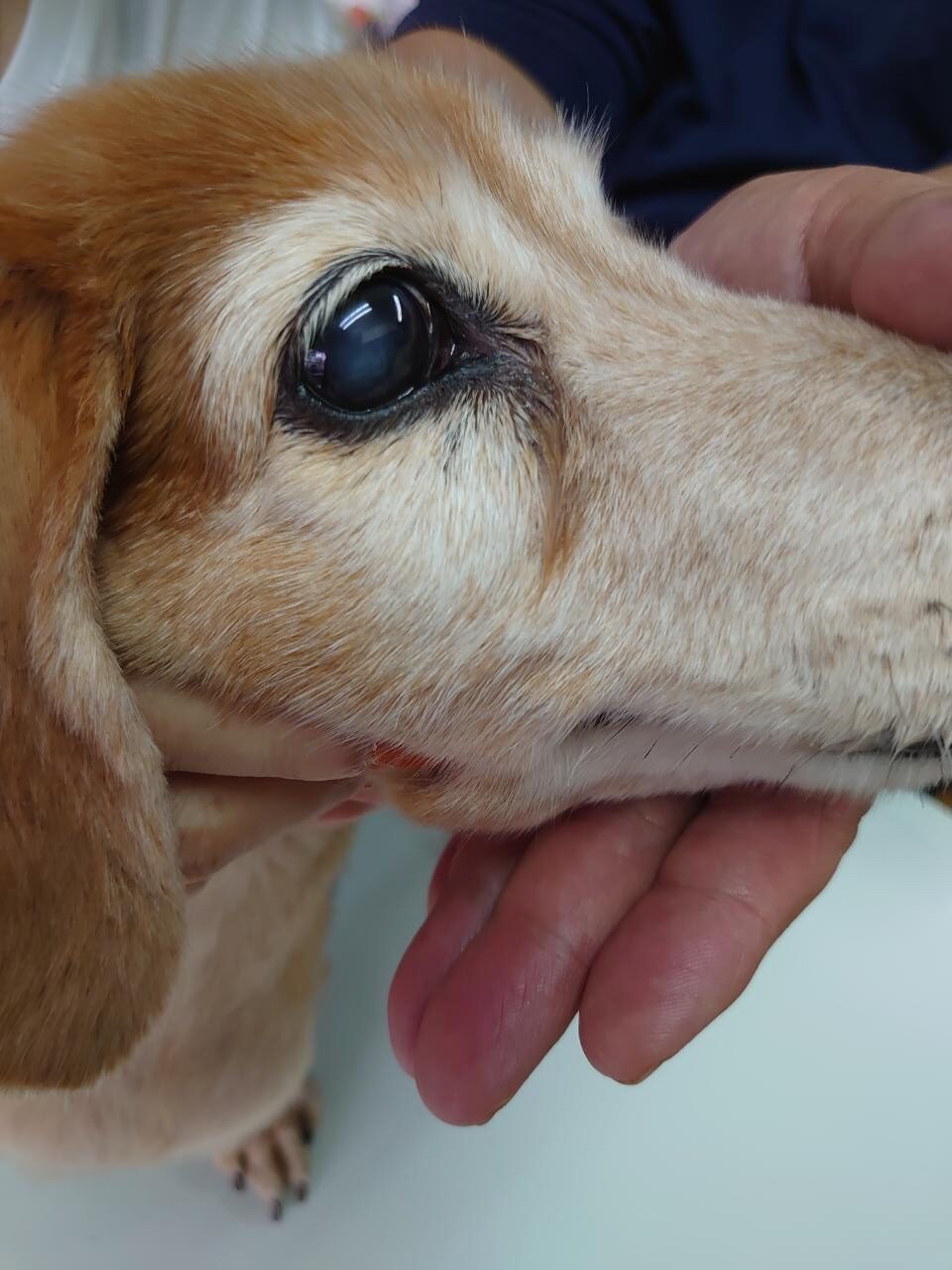 犬の癌　頬にできた線維肉腫を治療中です。２か月経過。チョコ君　１４歳